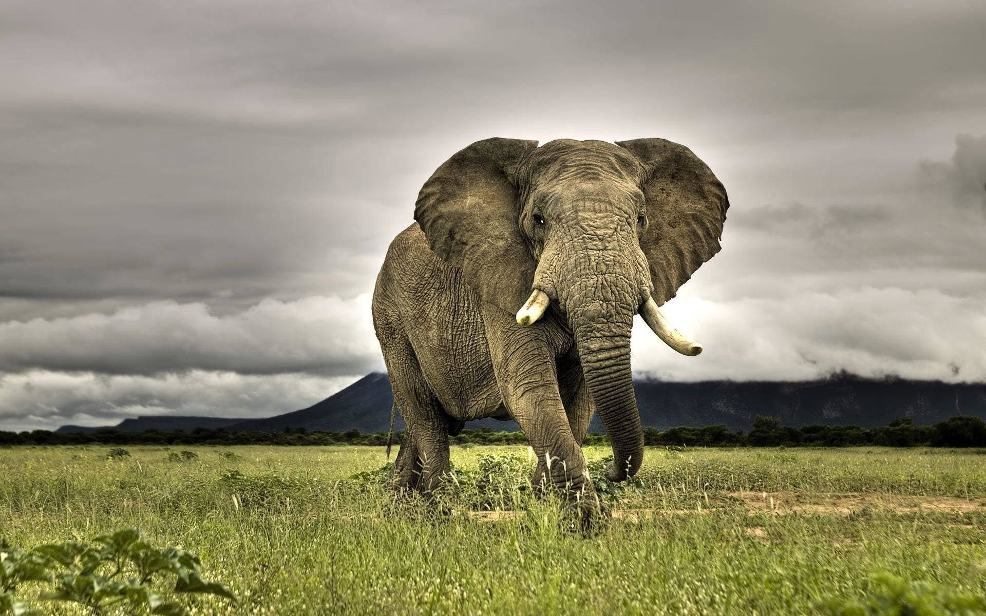 Elephant Guinea-bissau Wildlife Background