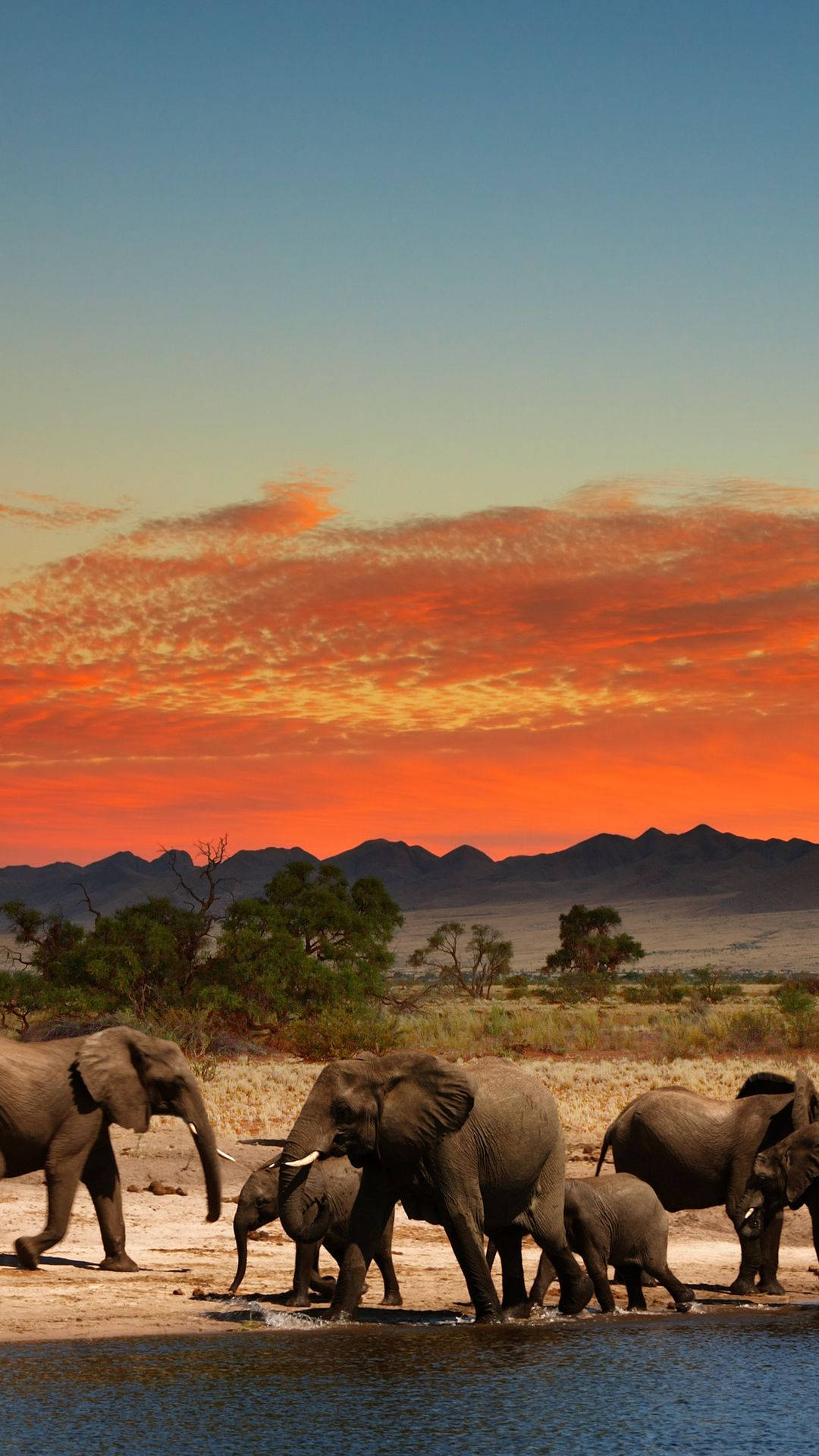 Elephant Herd Africa Iphone Background