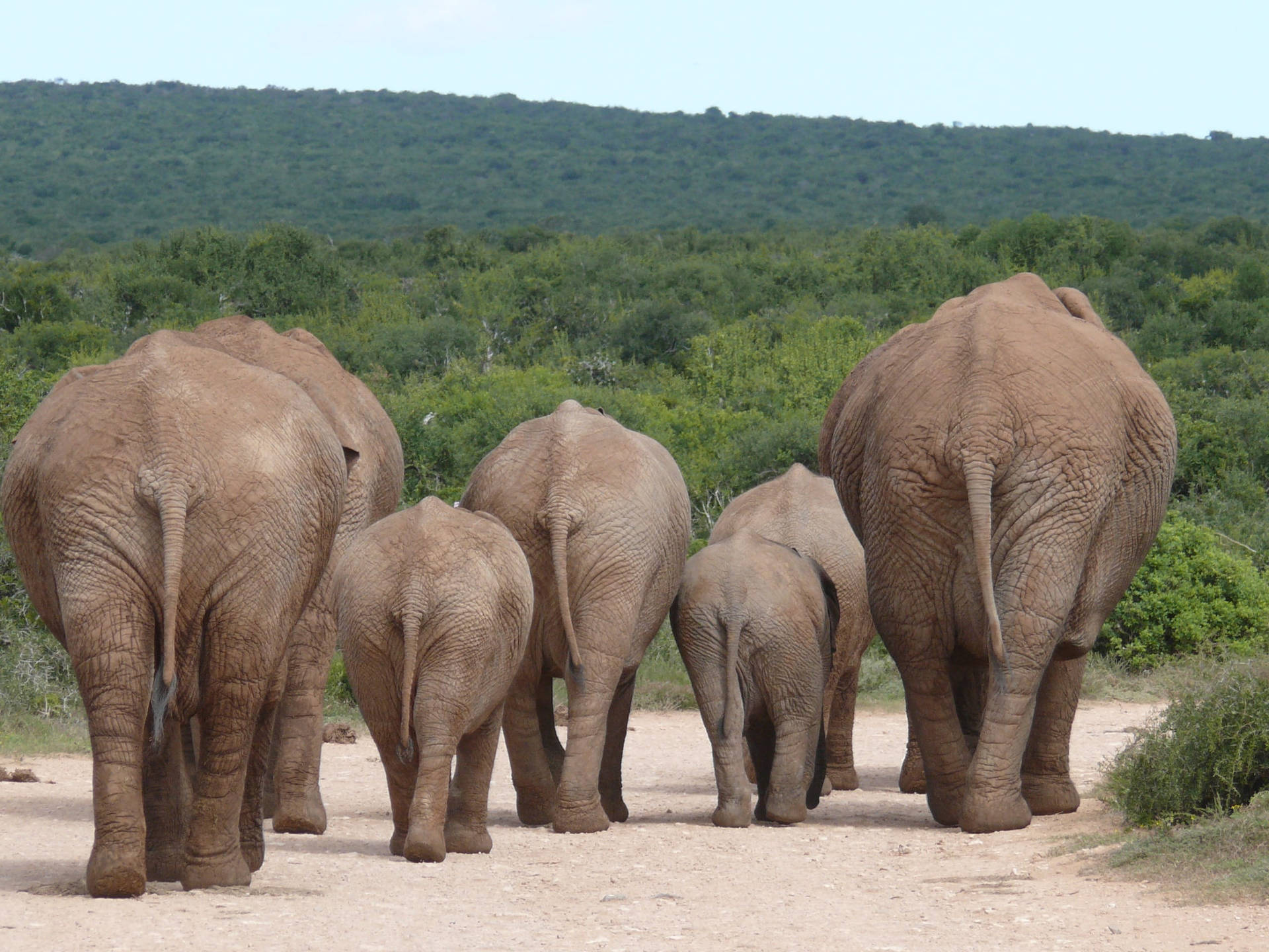 Elephant Herd Butts Background