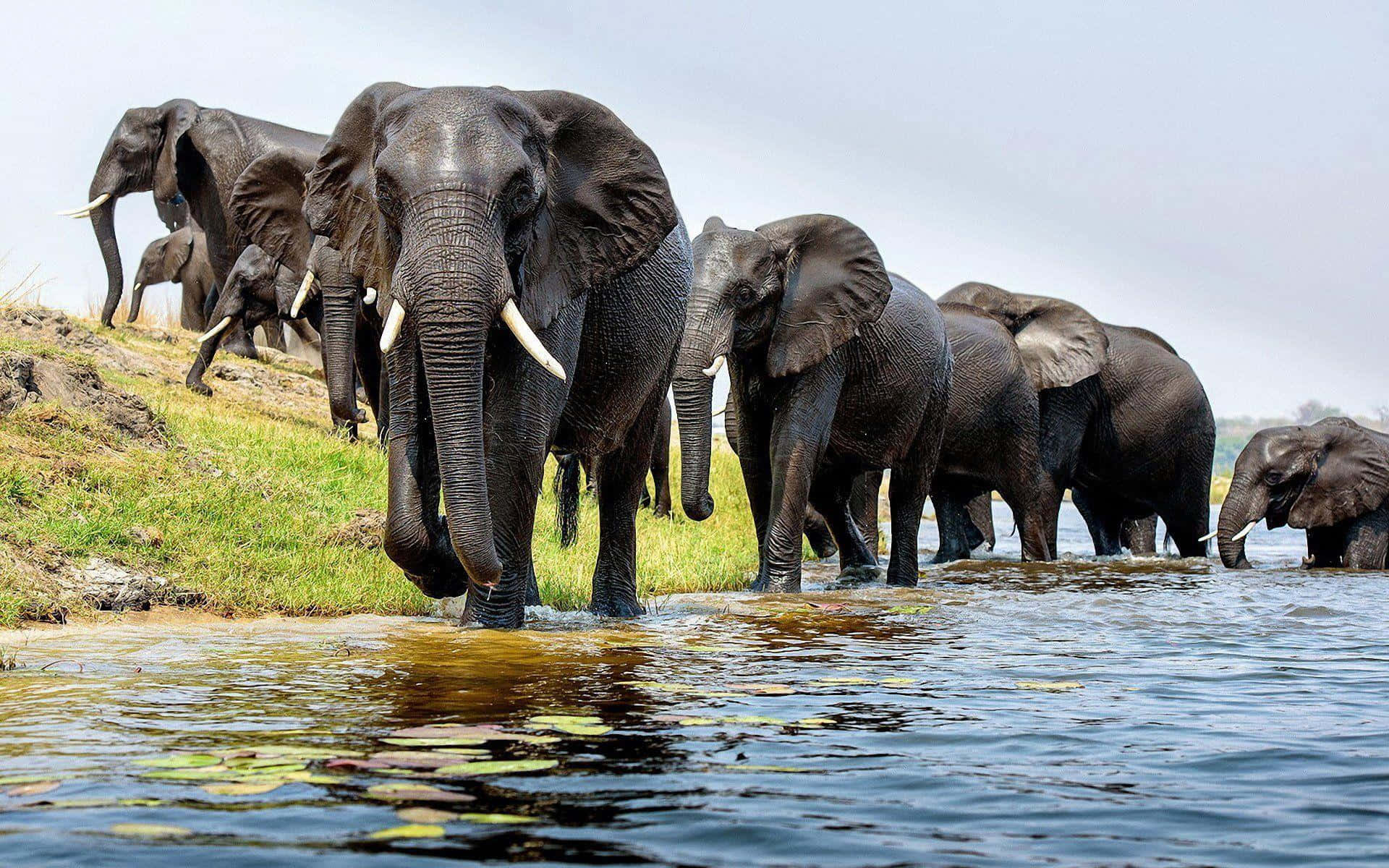 Elephant Herd River Crossing Background
