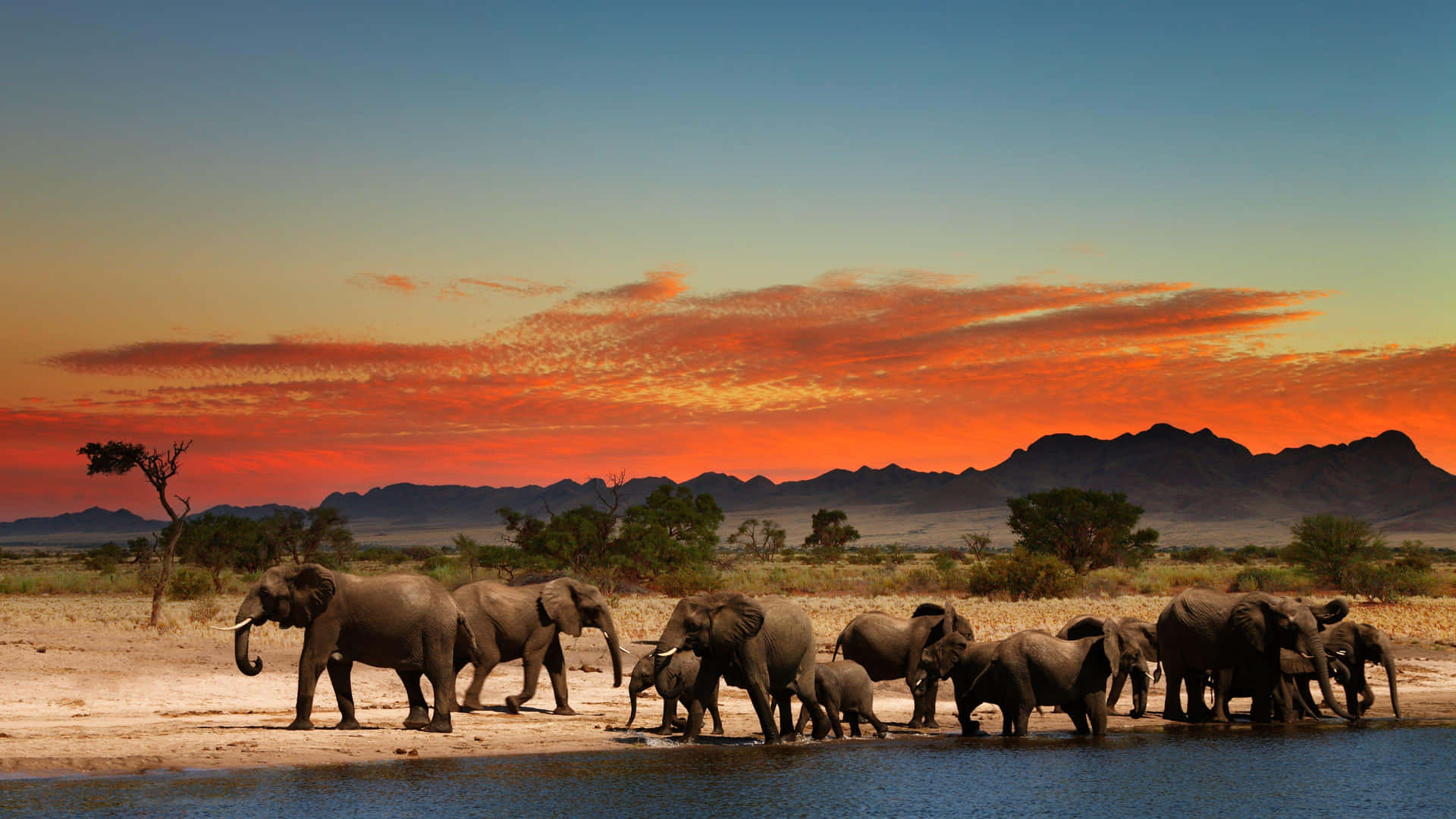 Elephant Herd Sunset Safari Background