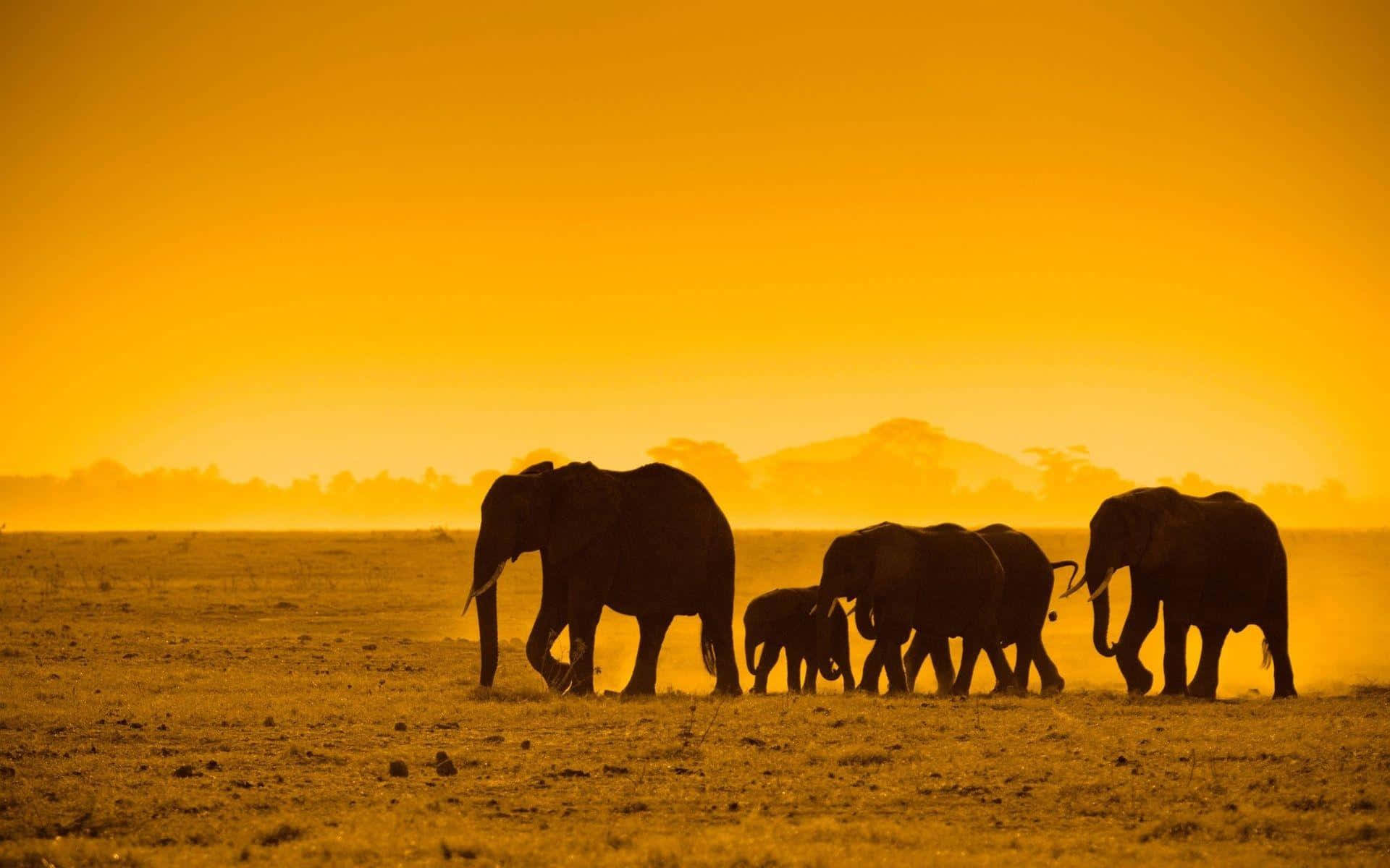 Elephant Herd Sunset Silhouette Safari Background