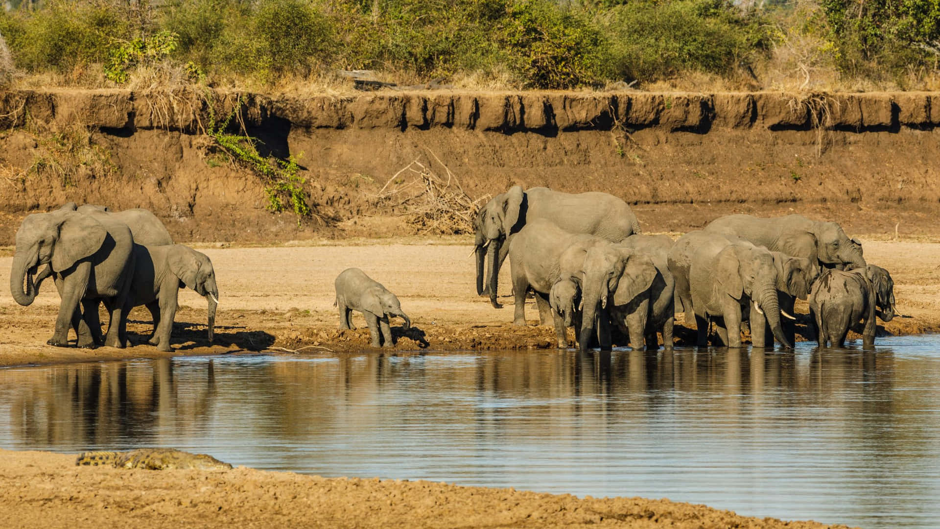 Elephant Herd Watering Hole Safari Background