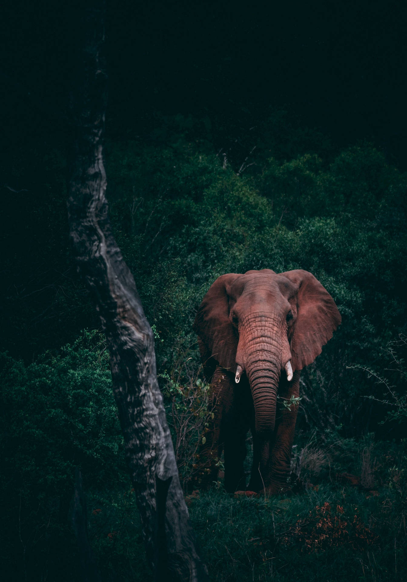 Elephant In Dark Forest Background