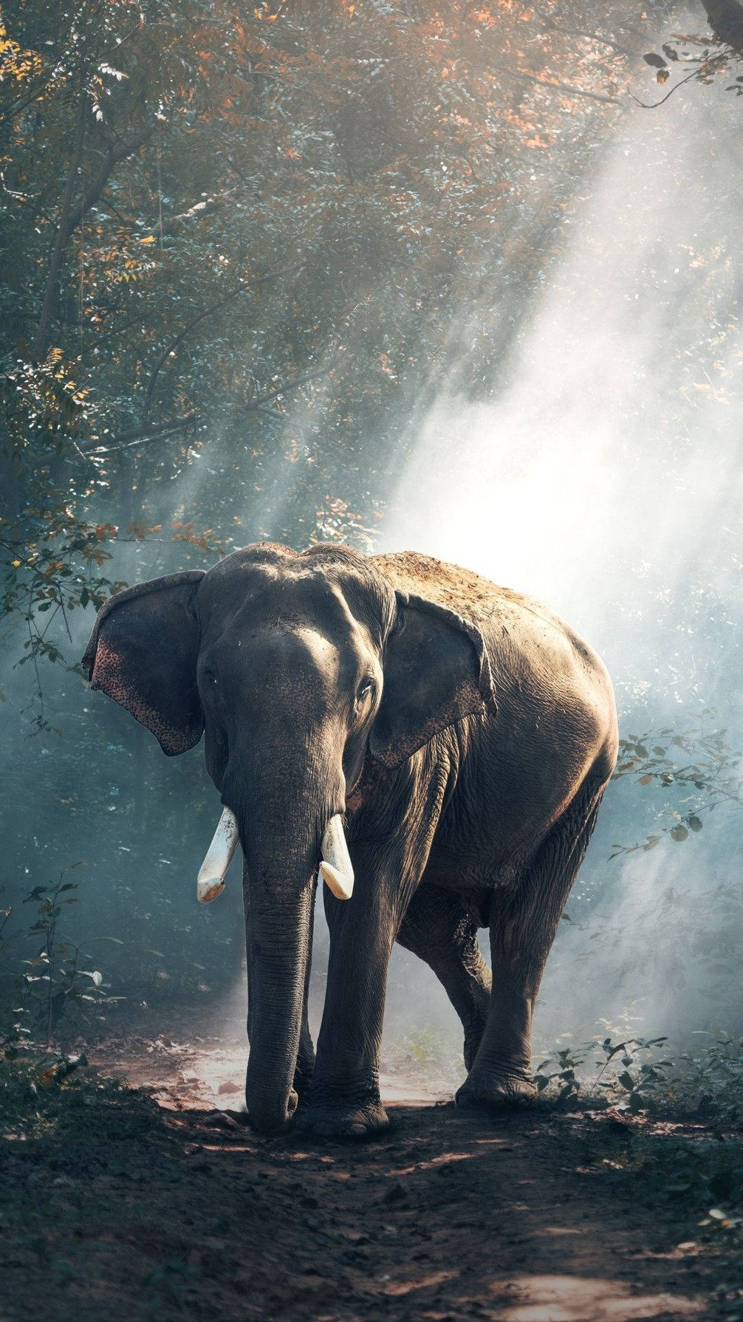 Elephant In Forest Africa Iphone Background