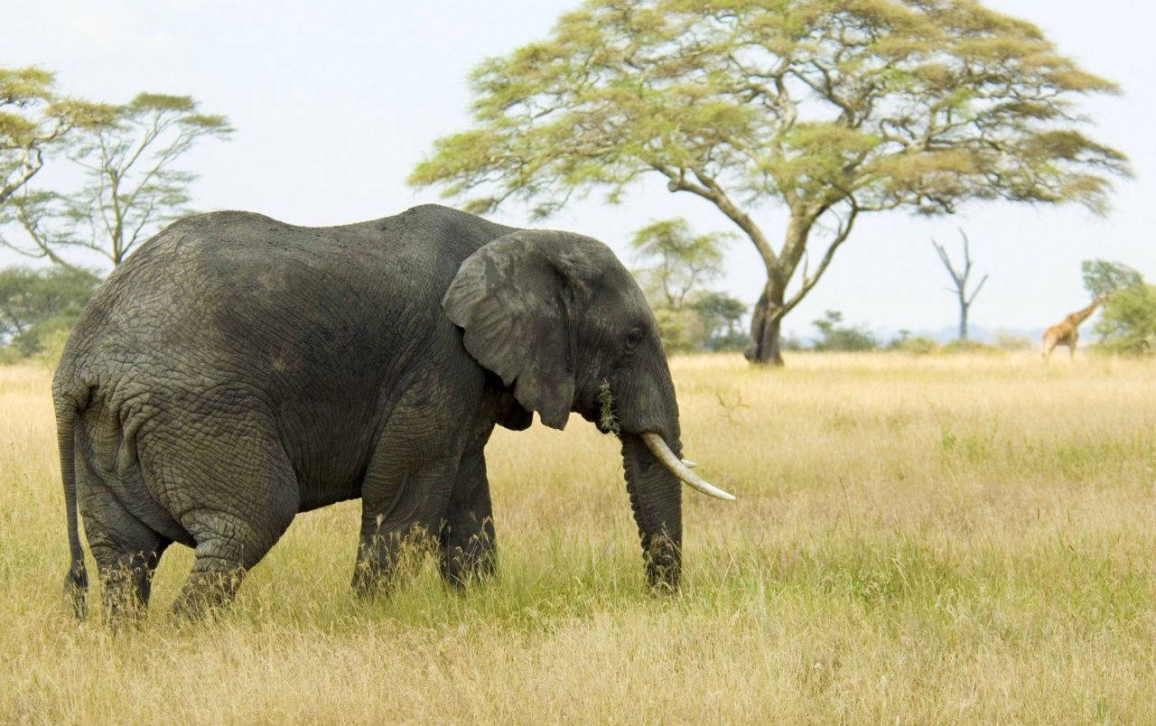 Elephant In Grass Field