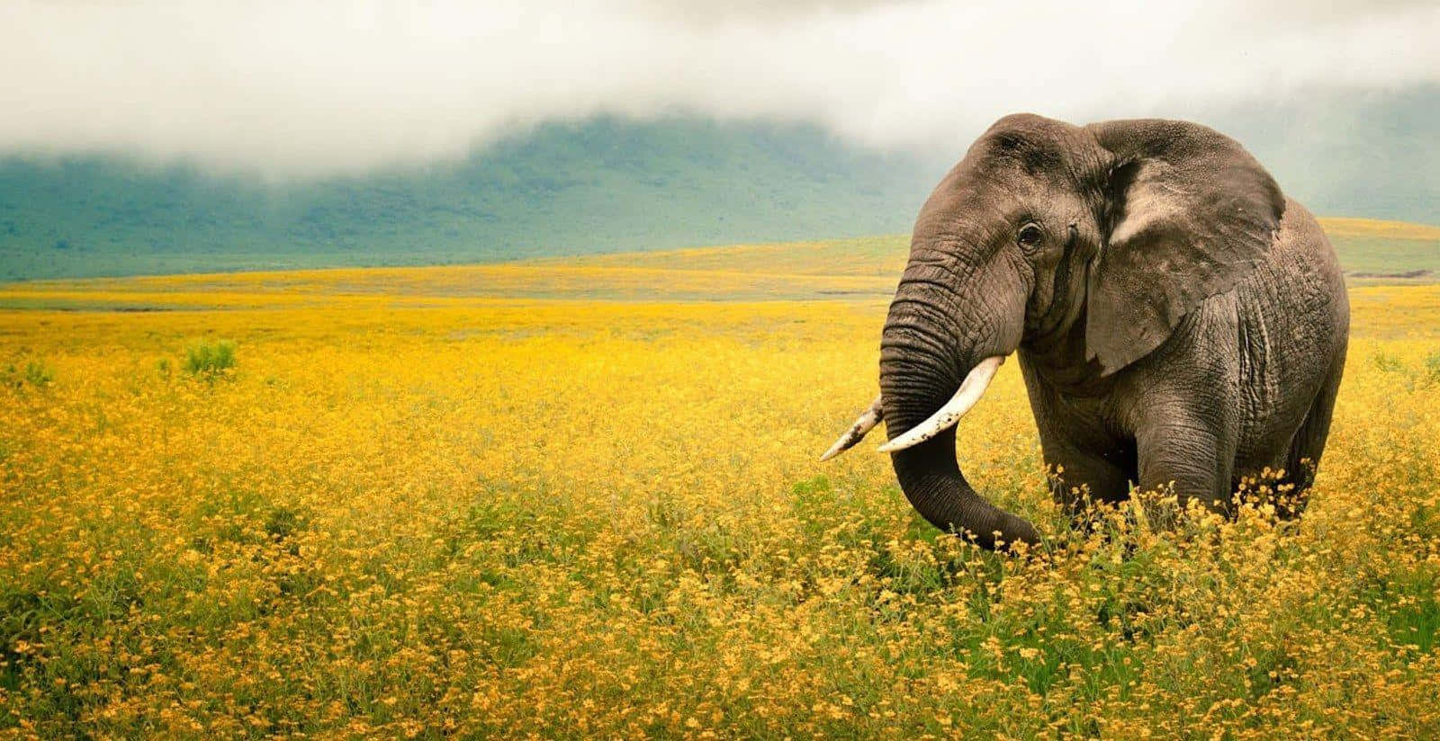 Elephant Of National Geographic Desktop Background