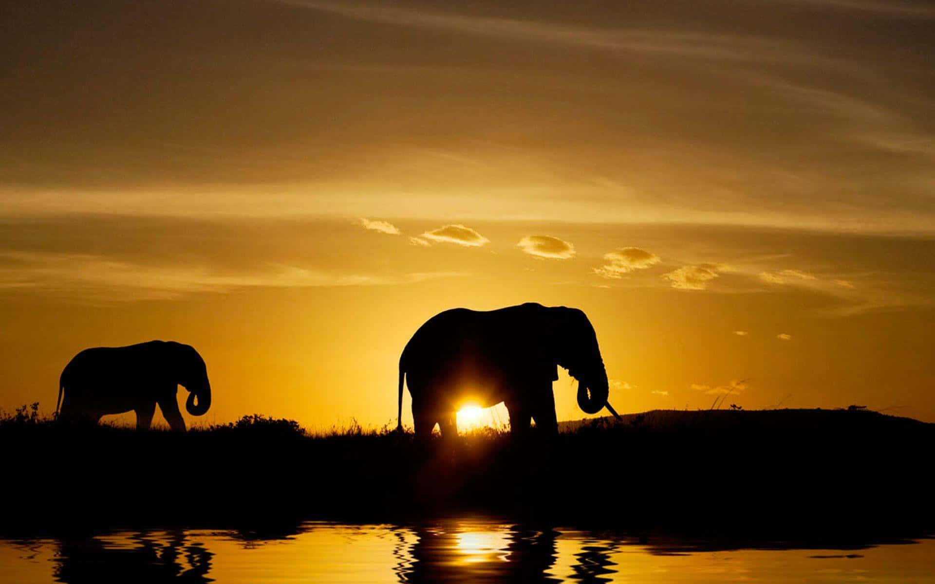 Elephant Silhouettesat Sunset Background