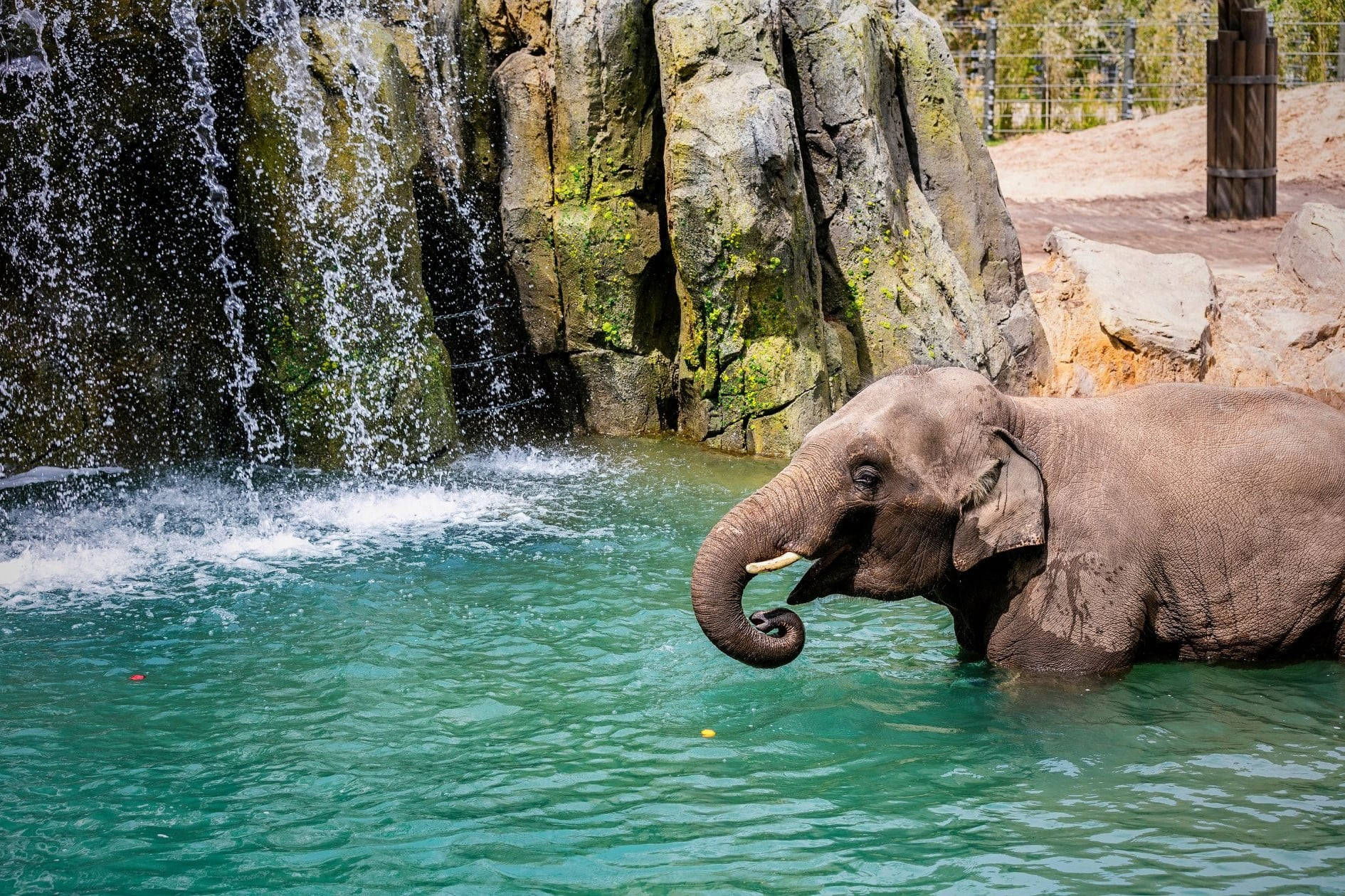 Elephant Springs In Fort Worth Zoo Background