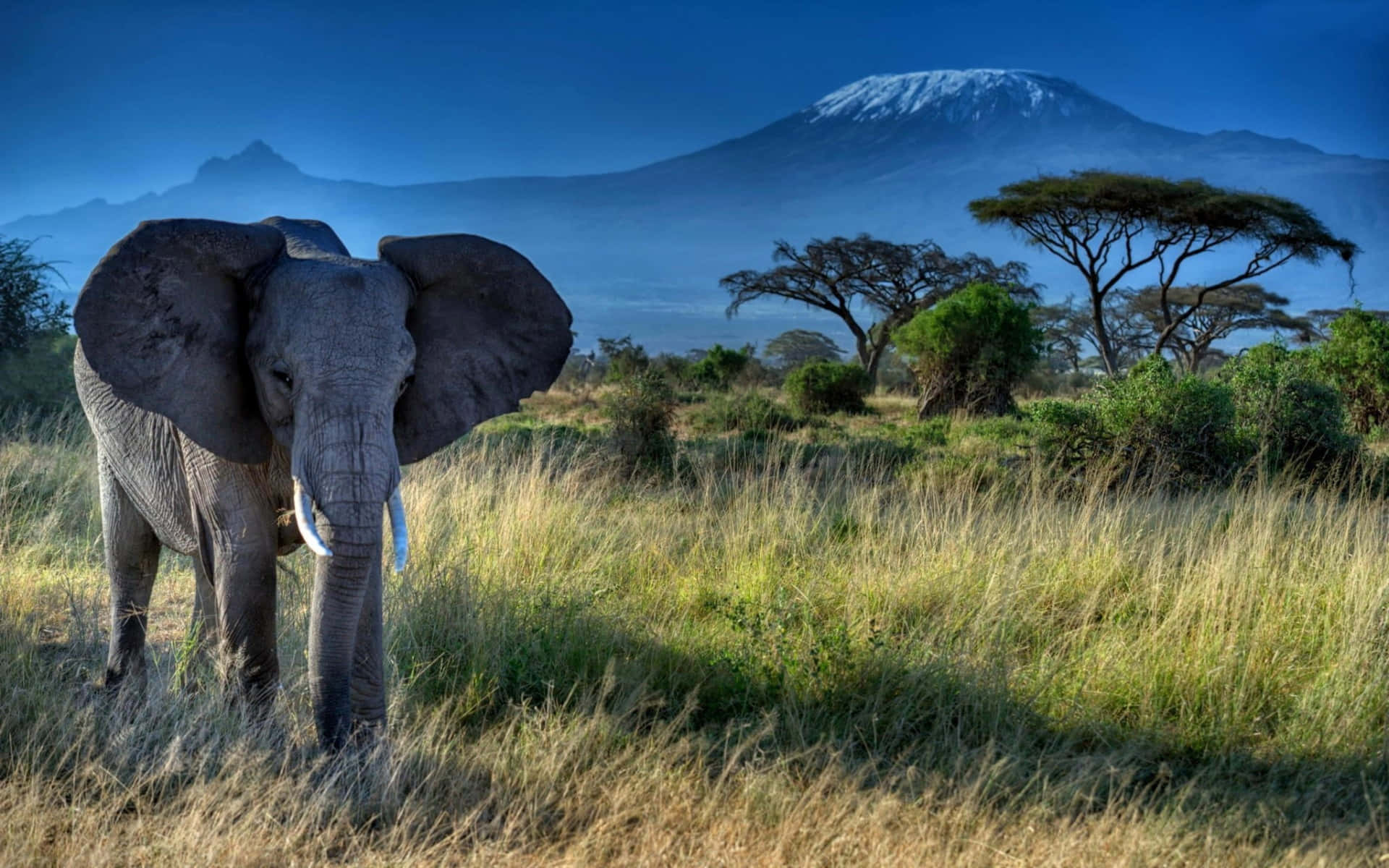 Elephant Standing At Mount Kilimanjaro Background