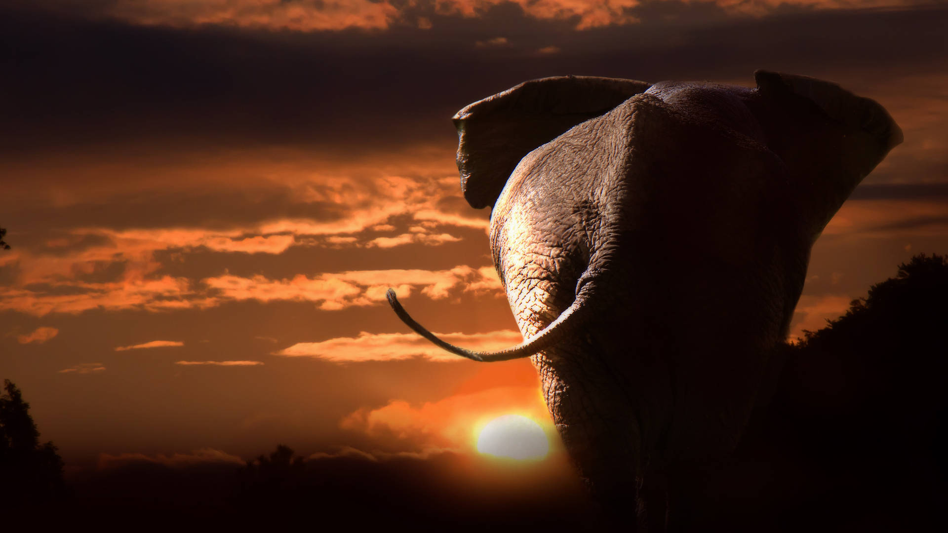 Elephant Sunset Butts