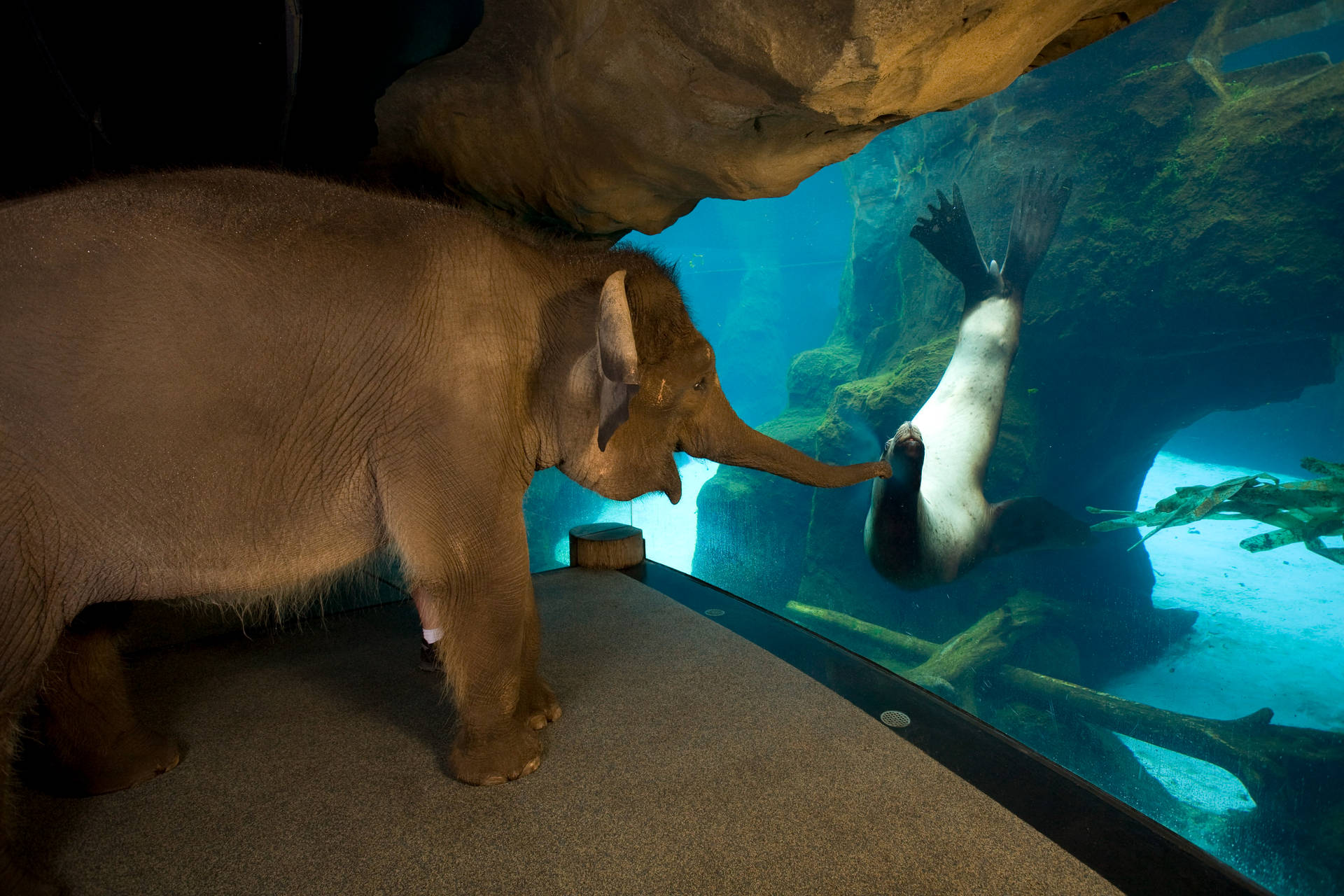 Elephant Visits Sea Lion In Aquarium Background