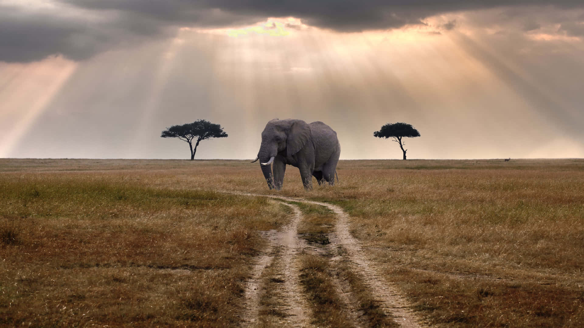 Elephant Walking In Masai Mara National Reserve Background