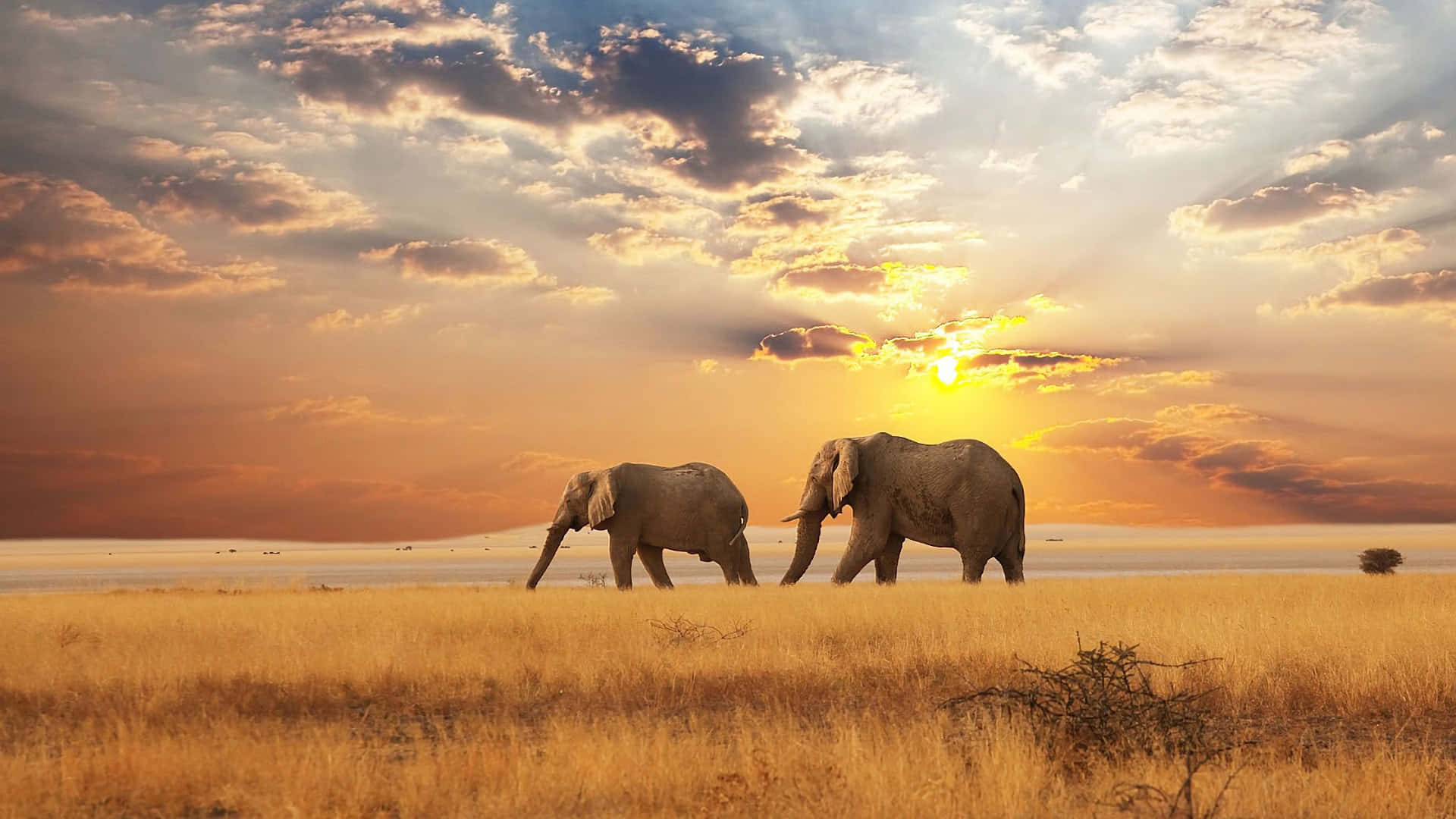 Elephants In Africa Hd Background