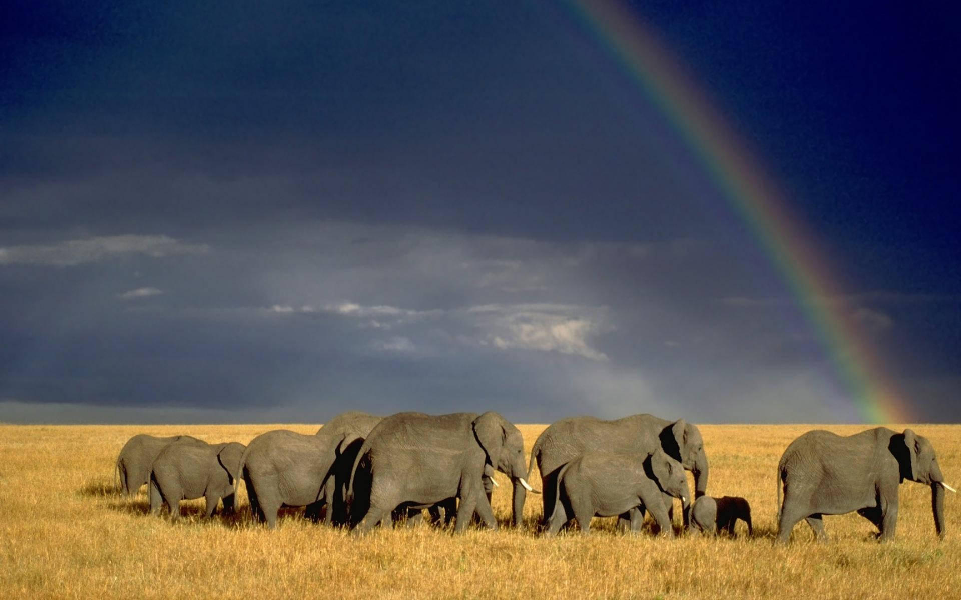 Elephants In Kenya Africa Sward Background