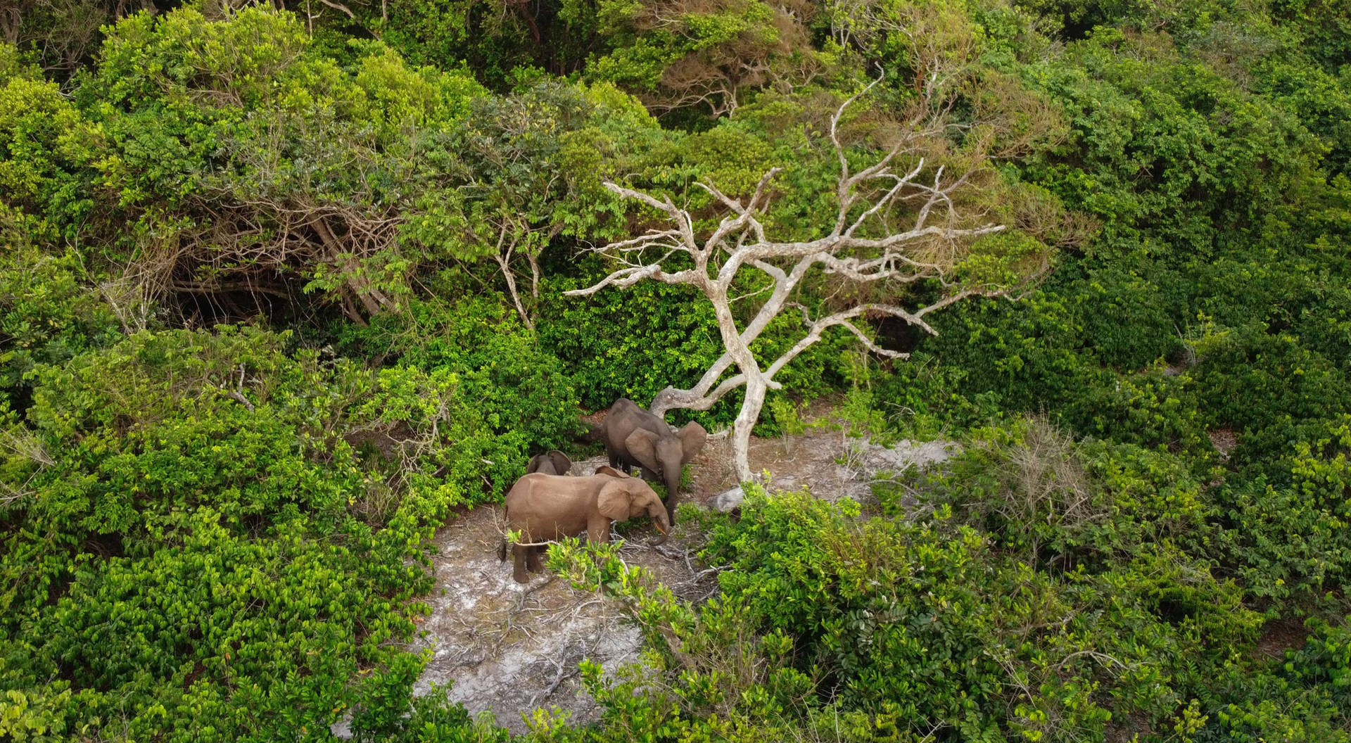 Elephants Of Gabon