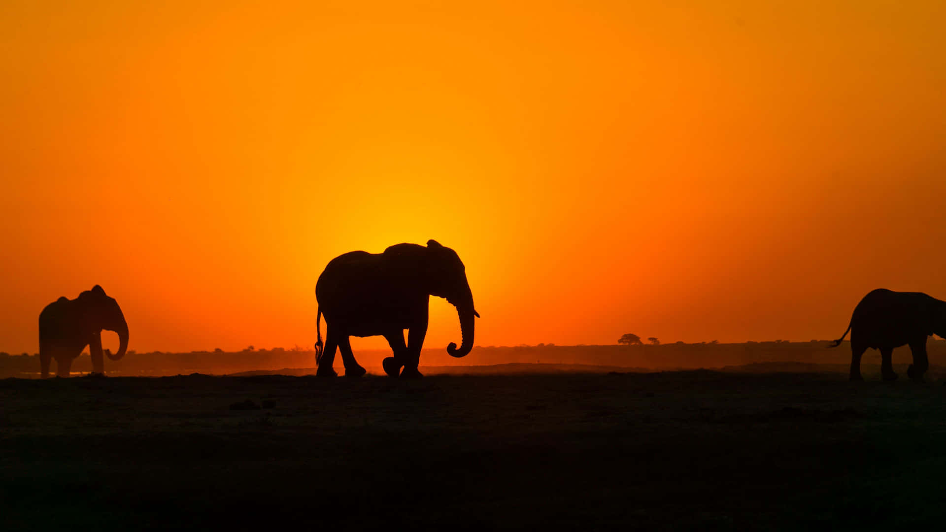 Elephants Silhouette In Africa Hd Background