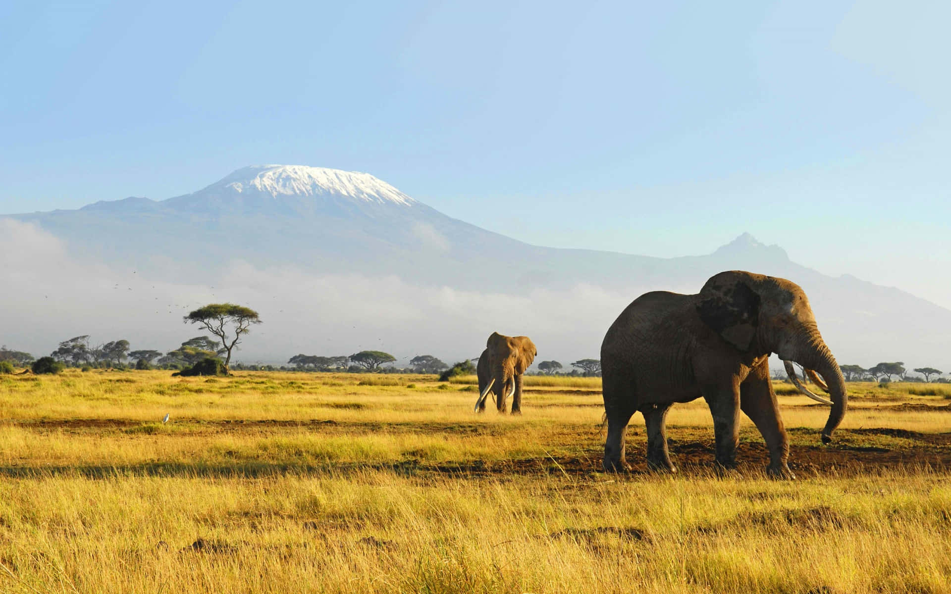 Elephants Walking In The Grass Background