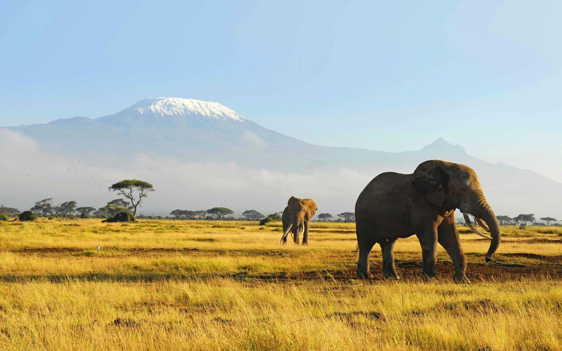 Elephants_with_ Mount_ Kilimanjaro_ Backdrop Background