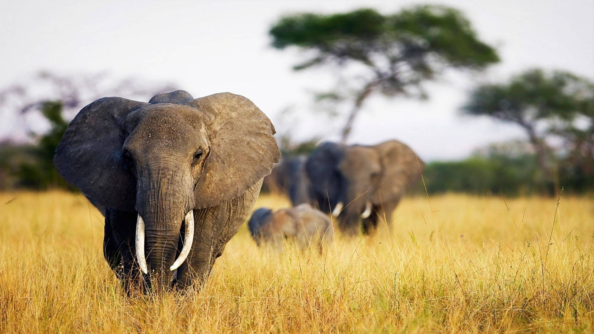 Elephants With Tusks Africa 4k