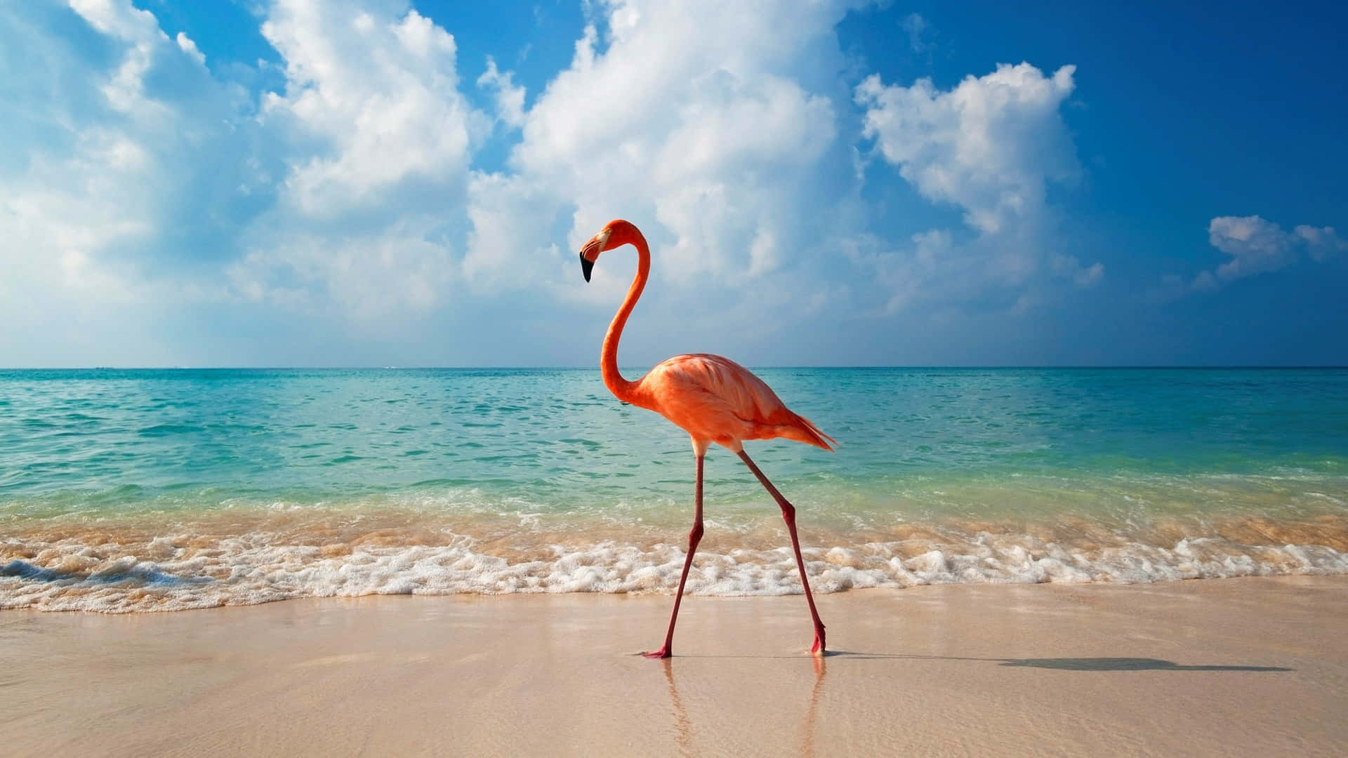 Elevate Your Laptop Game With A Fun Flamingo Laptop Case! Background