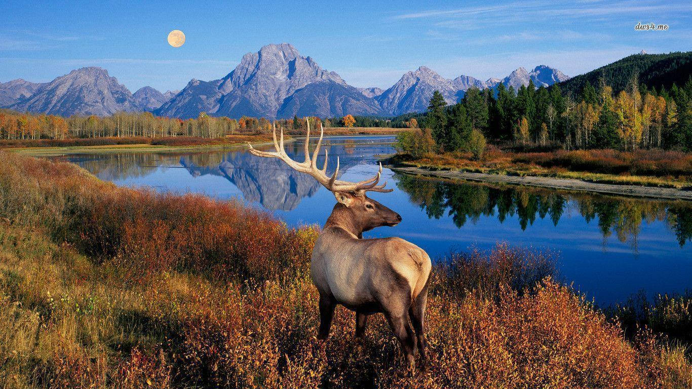 Elk Blue Sky Full Moon Background