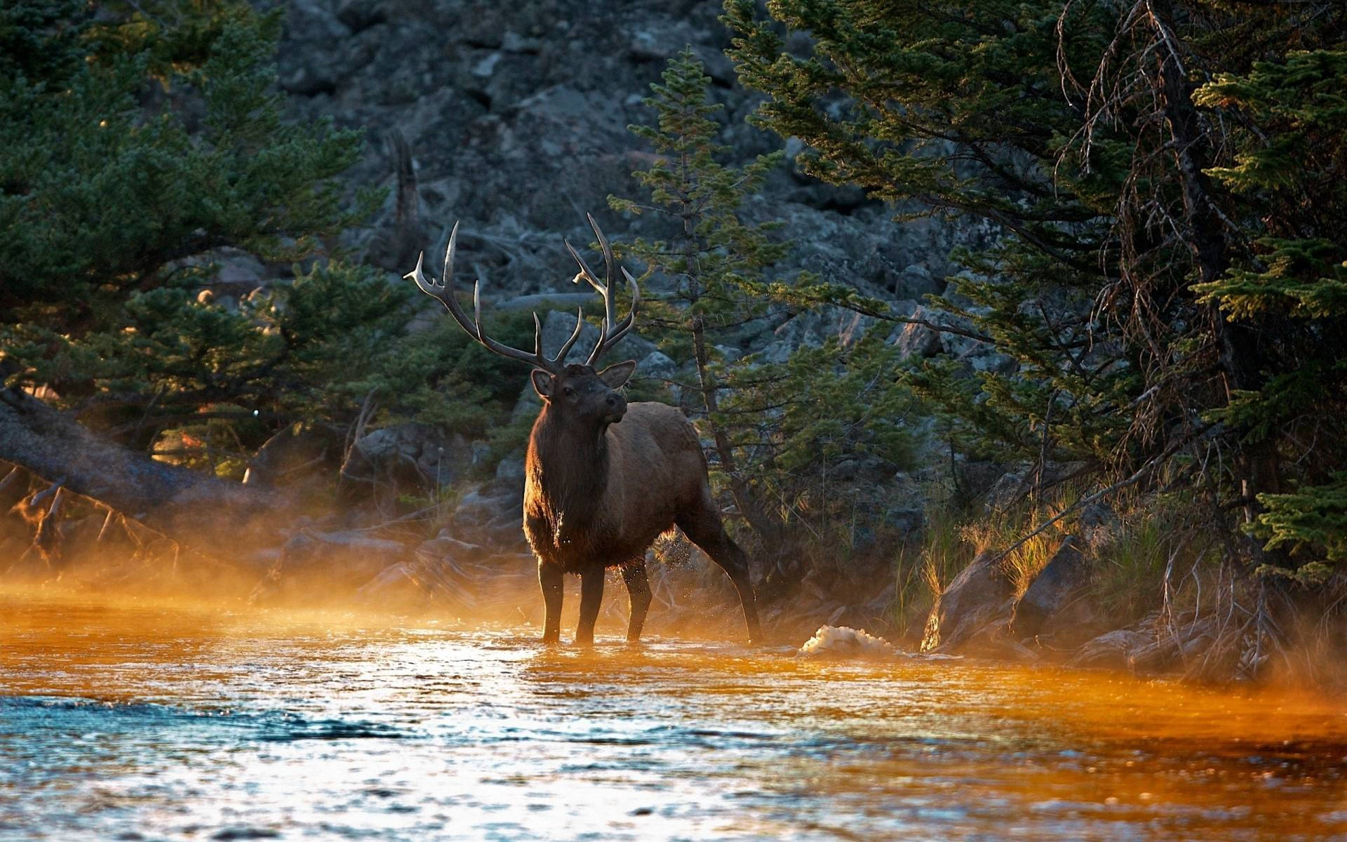 Elk Crossing Earth-colored River Background