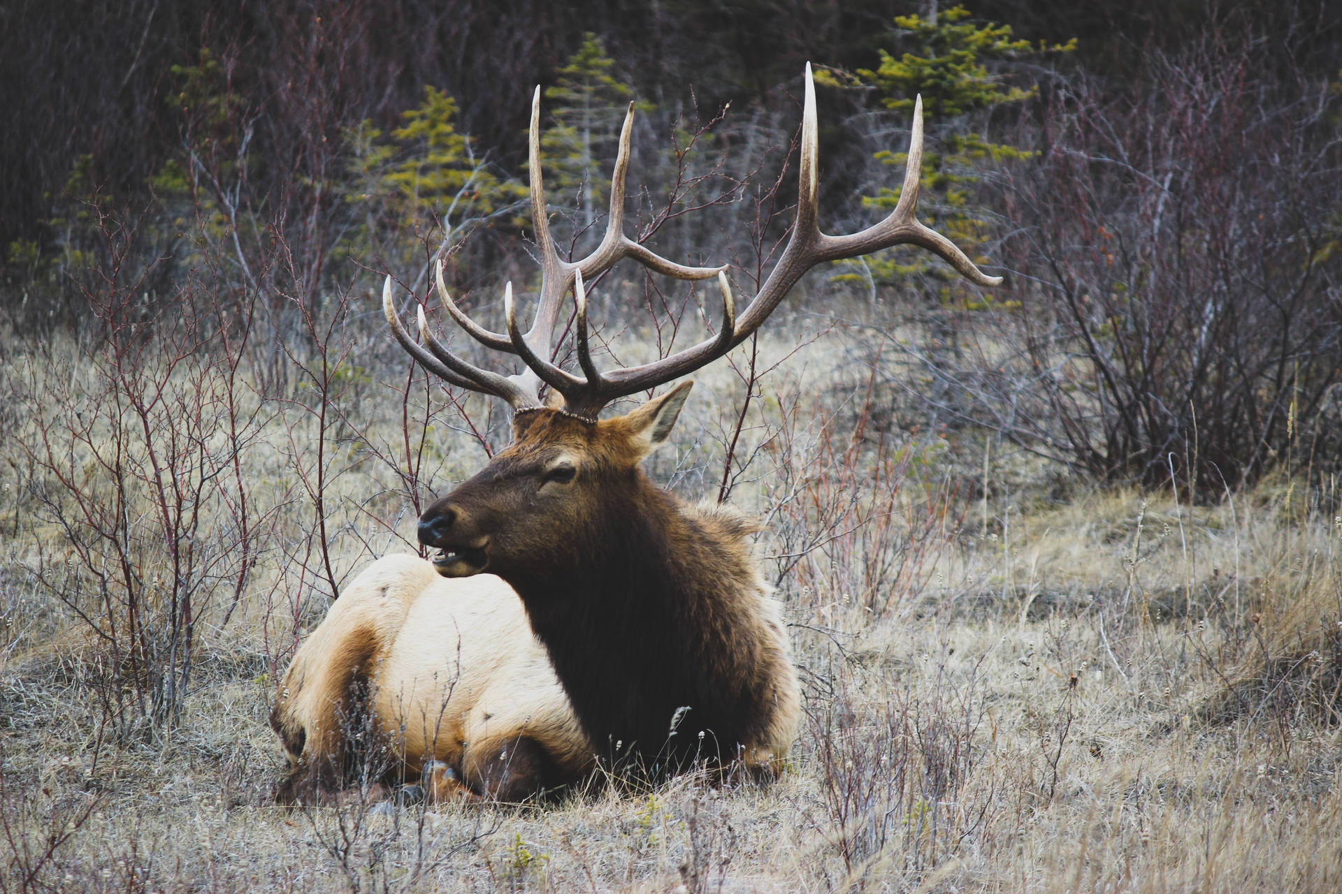 Elk Deer In Dry Field Background