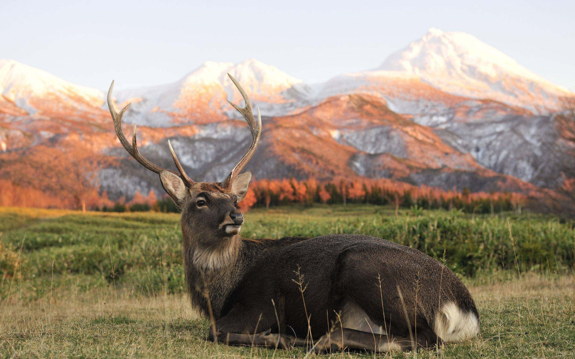 Elk Relaxing Background