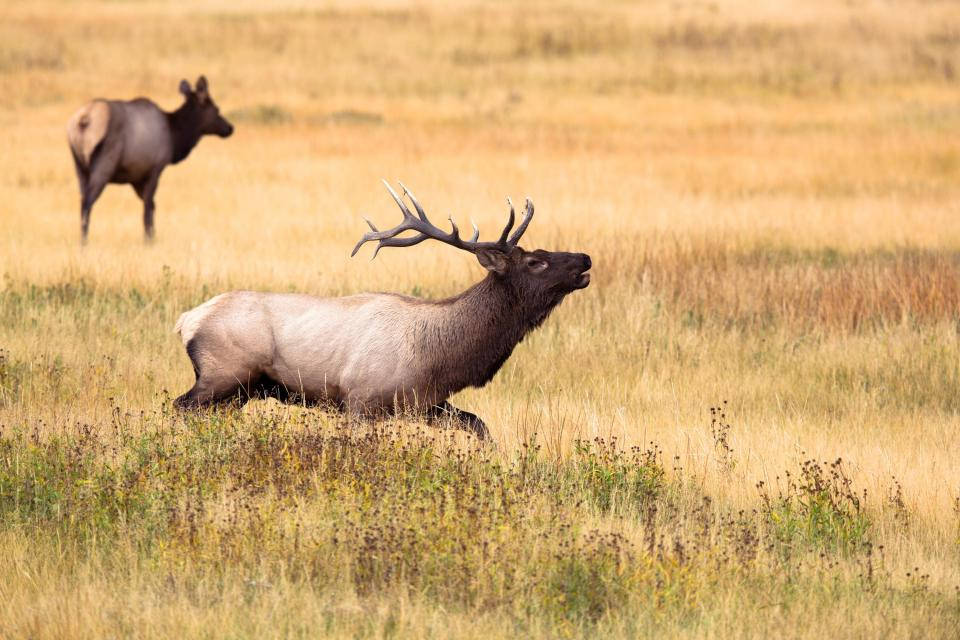 Elks Running Deer Hunting