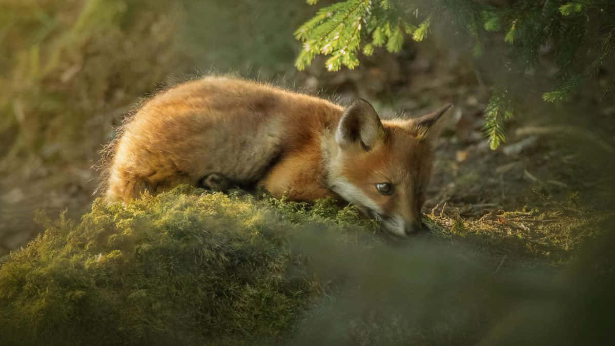 Elusive Fox Cub Background