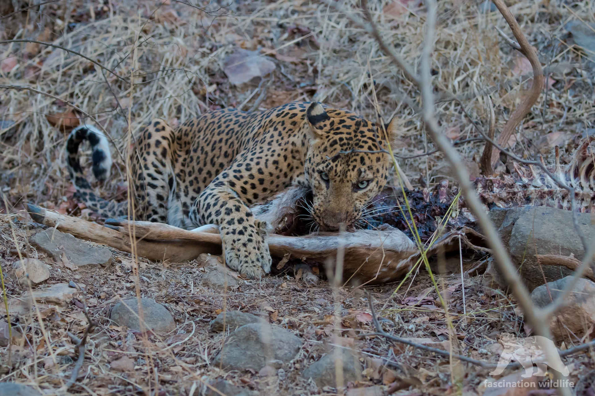 Elusive Leopard Cub Background
