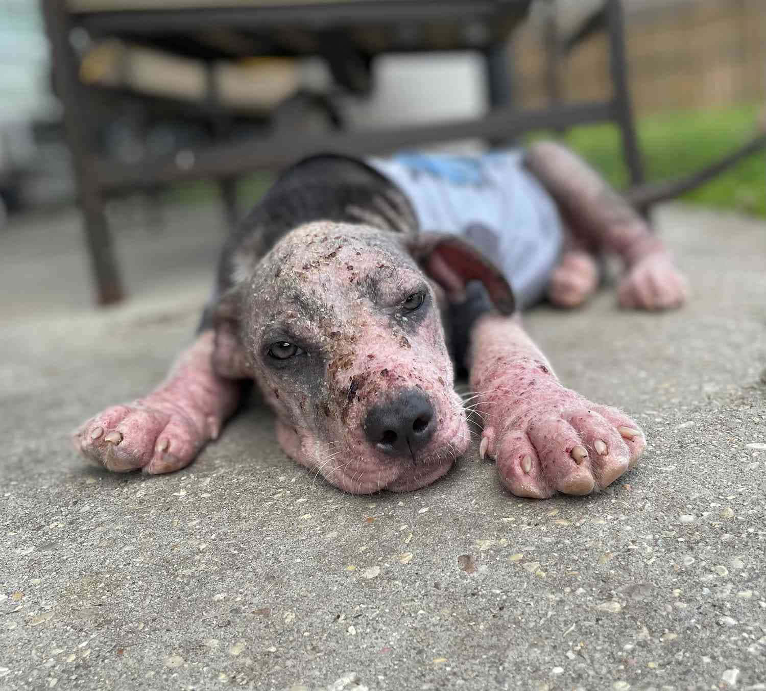 Emaciated Bald Puppy Background