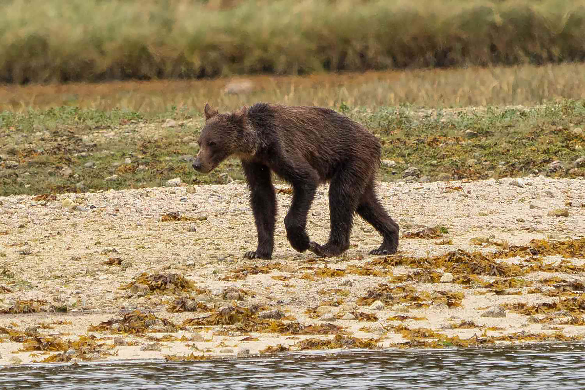 Emaciated Black Bear