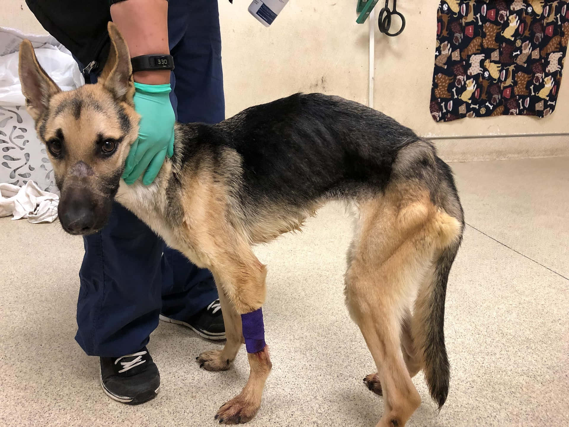 Emaciated German Shepherd Dog Background