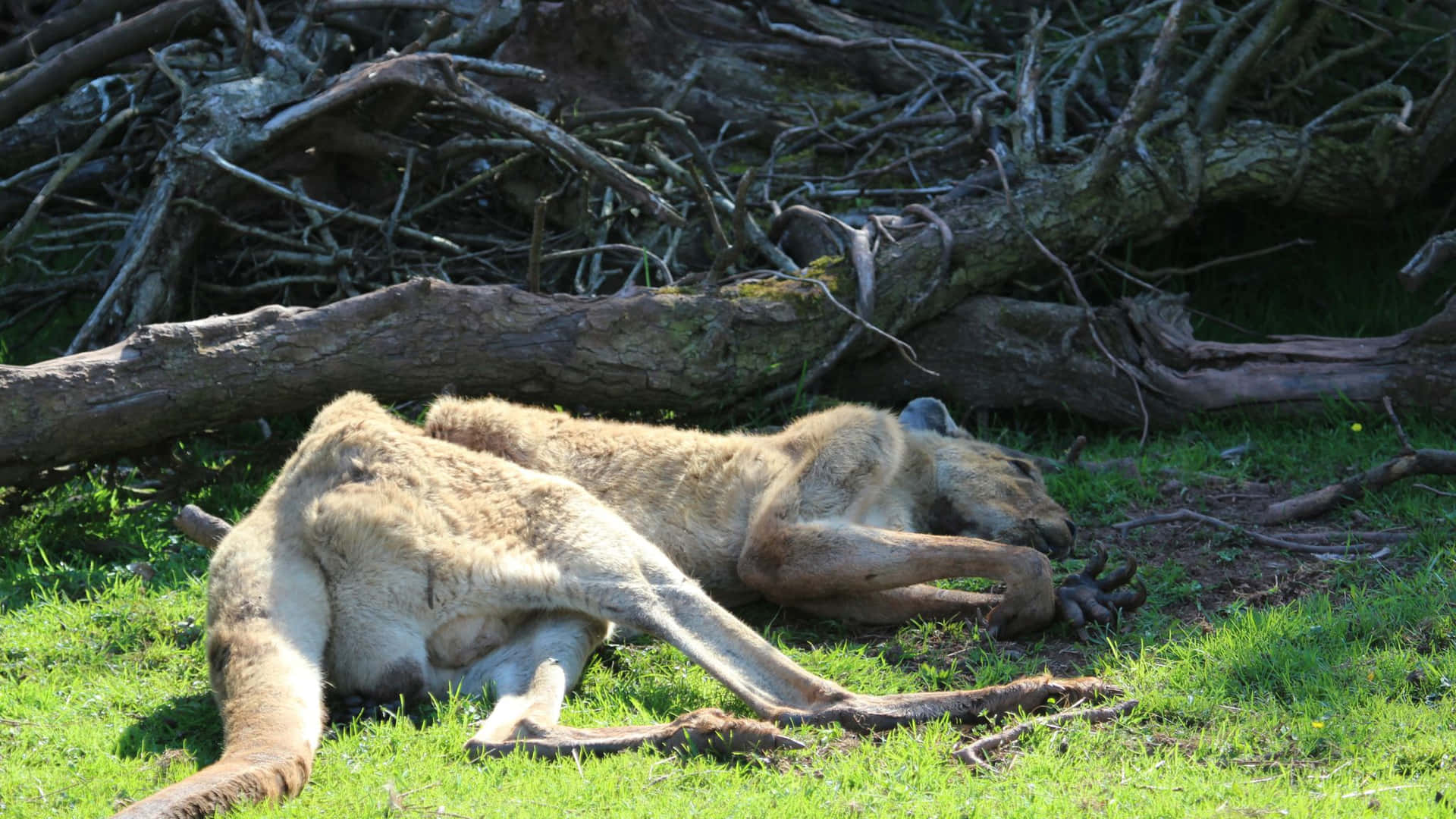 Emaciated Kangaroo Background