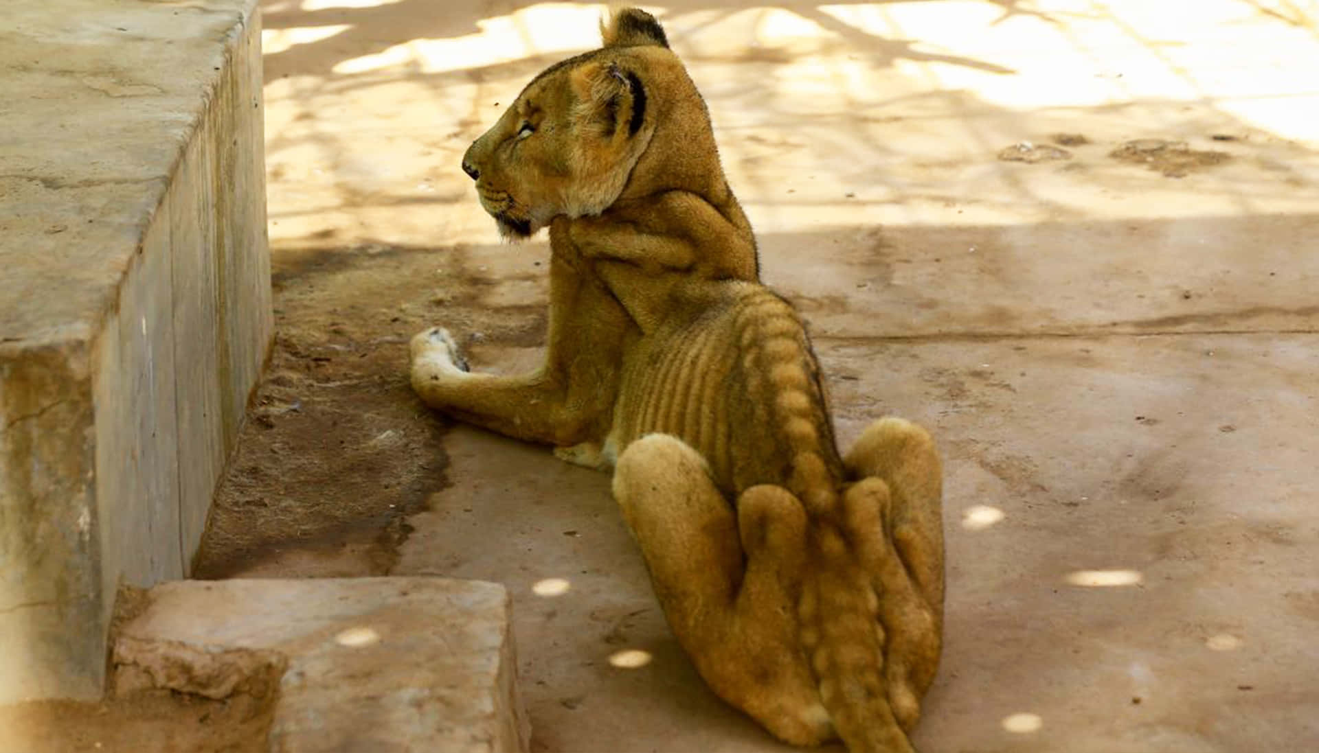 Emaciated Lioness Background