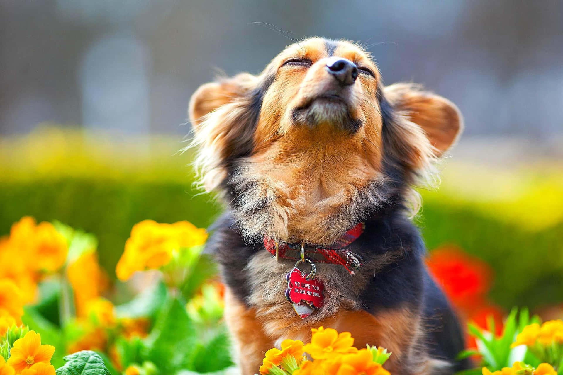 Embody Unconditional Love And Loyalty With A Pup Of Your Own.