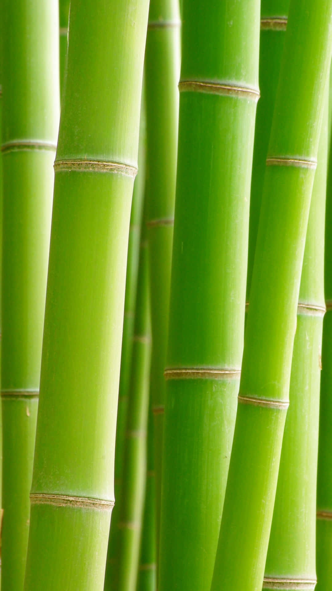 Embrace Biodiversity With The Latest Bamboo Phone Background