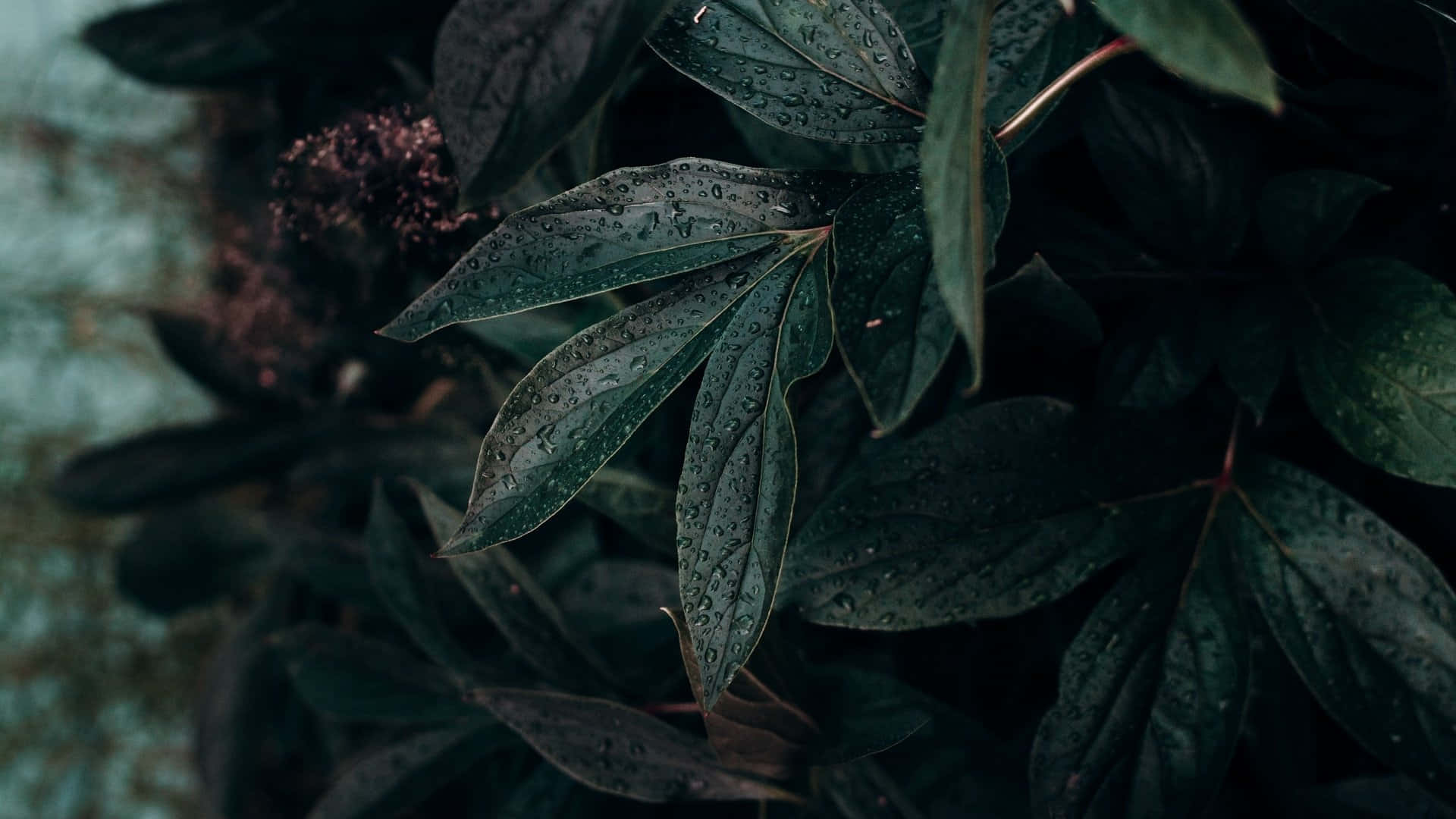 Embrace Minimalism With This Plant Aesthetic Laptop Wallpaper Background
