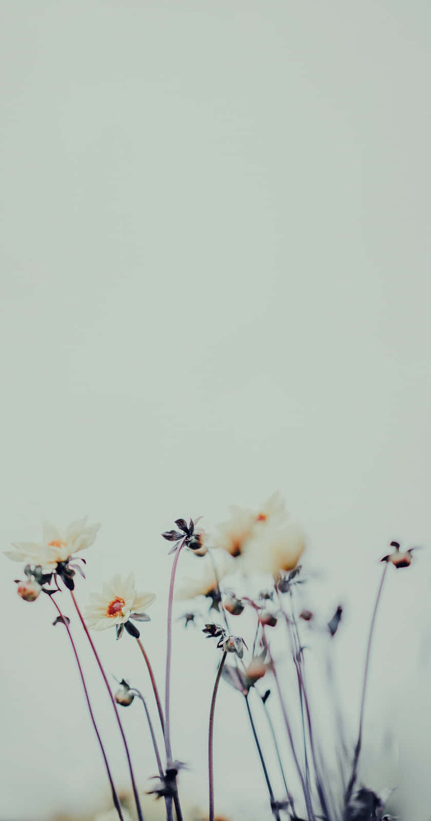 Embrace Nature's Beauty With This Floral Aesthetic Phone Wallpaper. Background