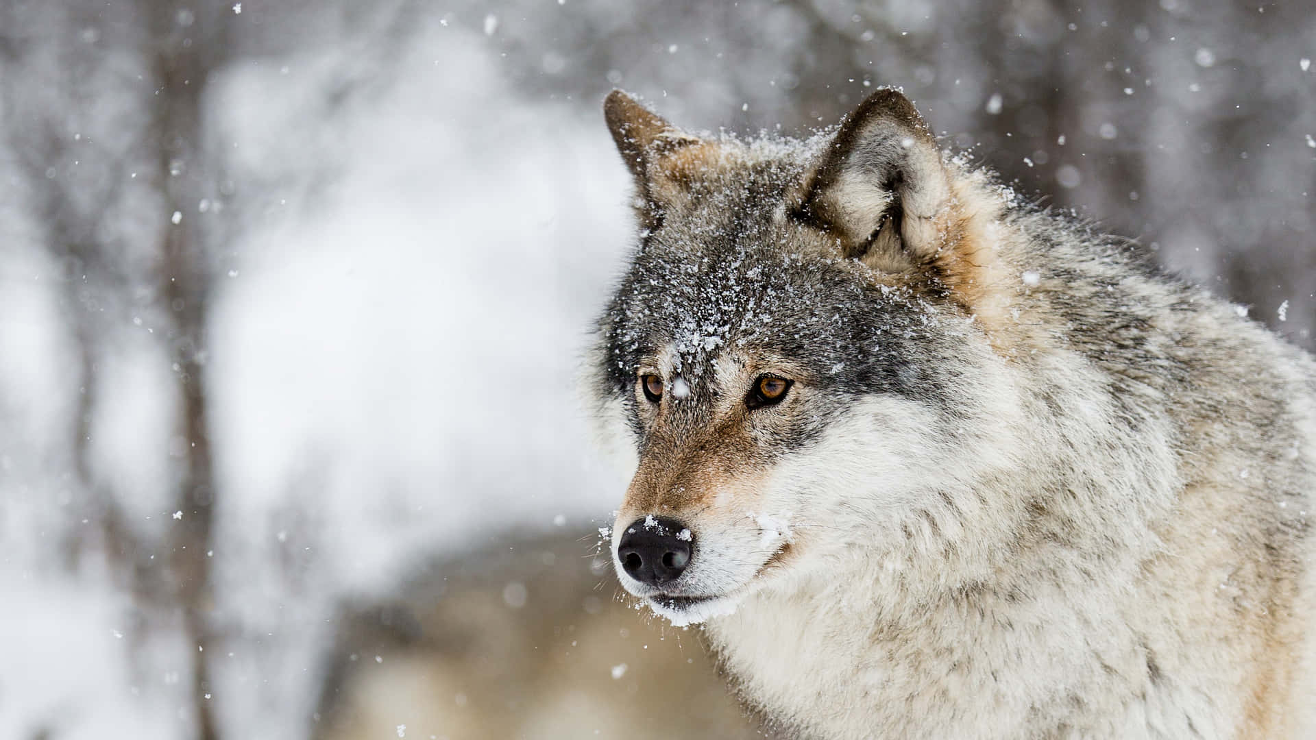 Embrace Nature's Winter Wonderland Background