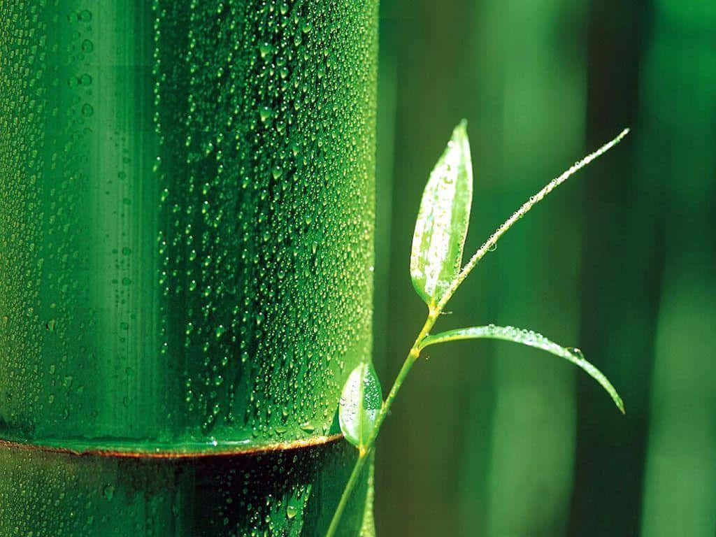 Embrace Nature With A Bamboo Desktop