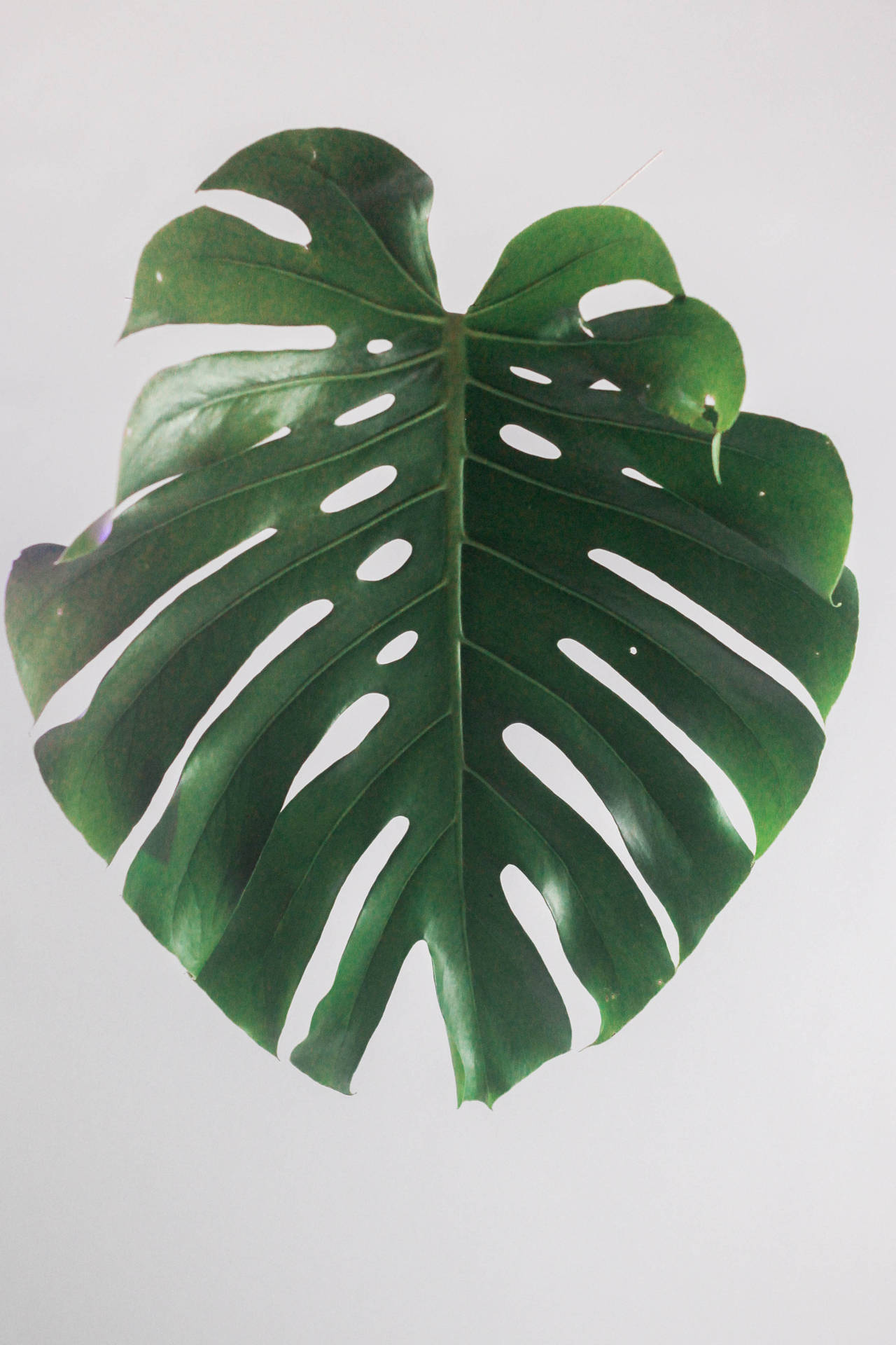 Embrace Nature With A Single Philodendron Leaf Background