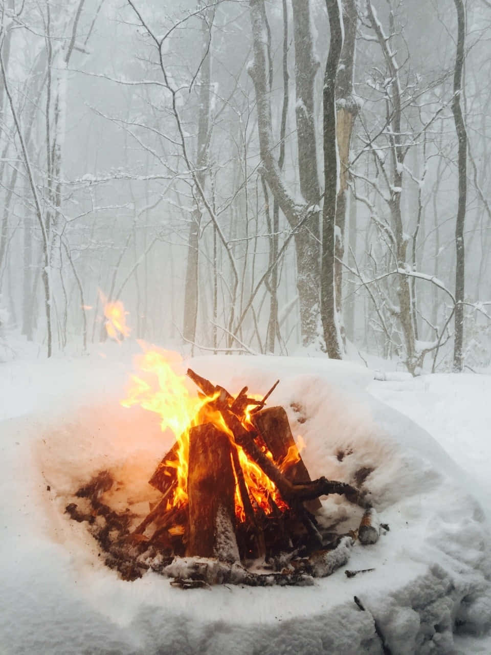 Embrace Serenity In The Crisp Winter Woods