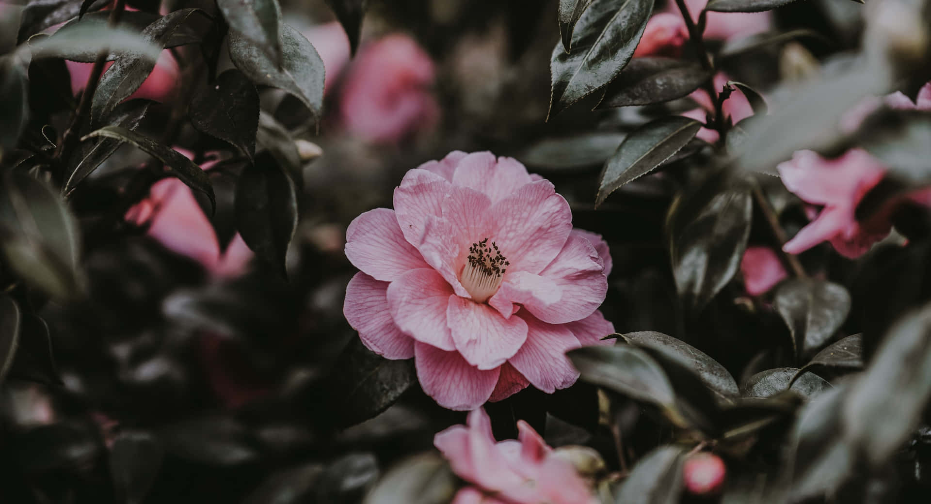 Embrace Sweet Simplicity With This Lovely Rose Laptop Background