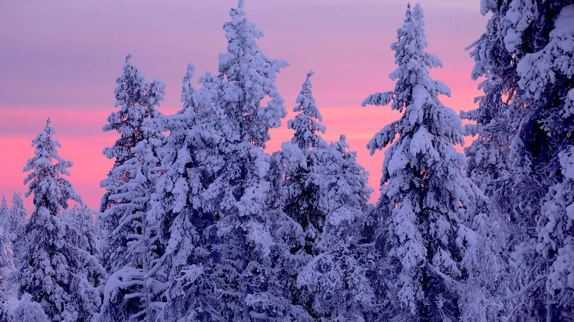 Embrace The Beauty Of A Winter Forest Background