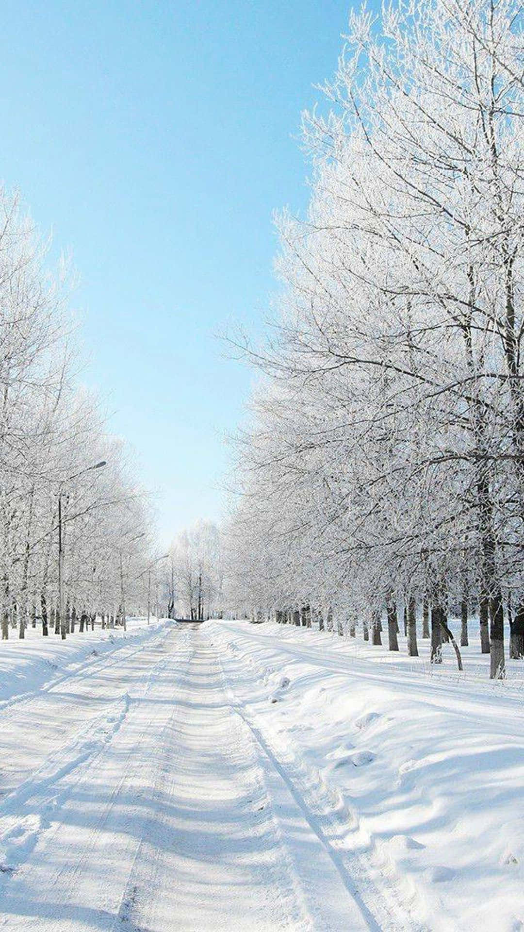 Embrace The Beauty Of A Winter Wonderland