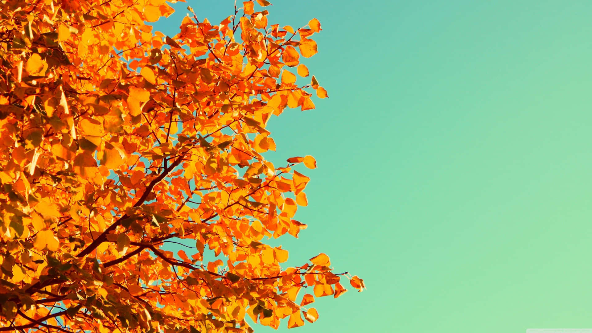 Embrace The Beauty Of Autumn Background