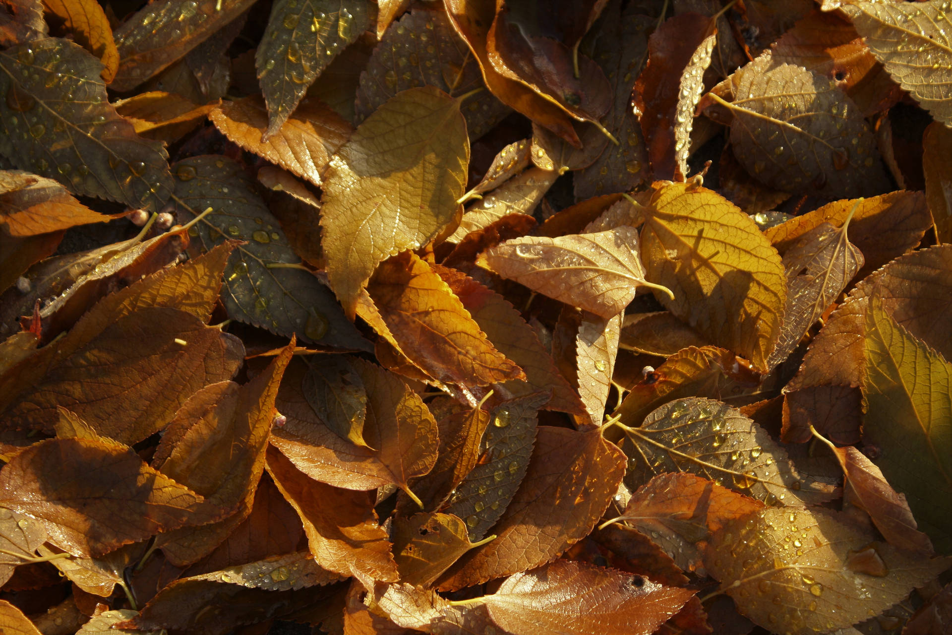 Embrace The Beauty Of Autumn With A Stroll Through A Pile Of Fallen Leaves In November Background